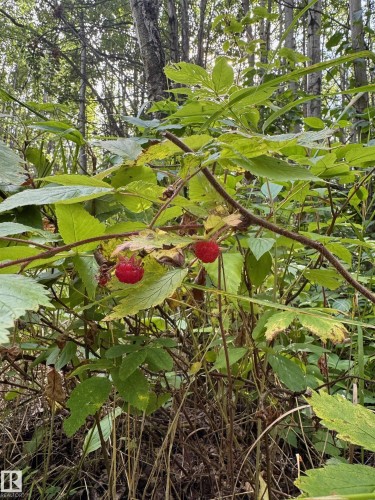 On Twp Rd 505, Rural Brazeau County, AB 