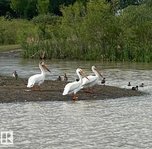 57 Dalquist Bay, Leduc, AB - Outdoor With Body Of Water