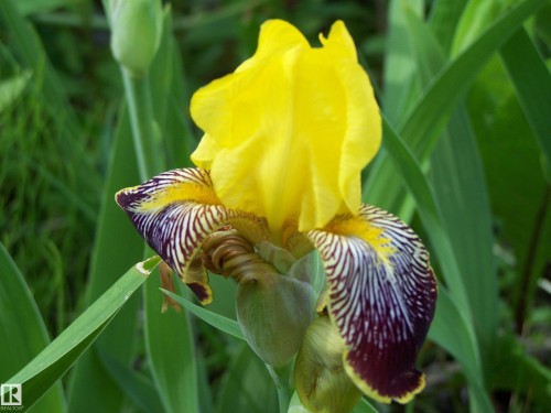 Main Street First Ave, Rural Parkland County, AB 