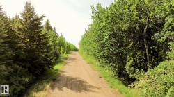 Gravel pathway bordered by mature evergreen and deciduous trees - 