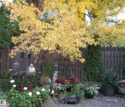 10828 125 Street, Edmonton, AB - Outdoor