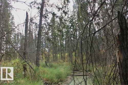 View of tree filled area - 49454 Range Road 241, Rural Leduc County, AB 
