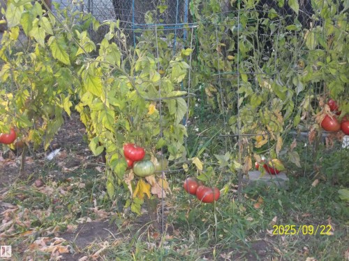 11824 79 Street, Edmonton, AB - 