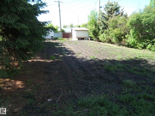 Expansive outdoor space featuring a large evergreen tree and cultivated earth, bordered by mature deciduous trees and shrubs - 4910 53 Avenue, Willingdon, AB 