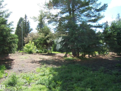 Expansive parcel featuring mature evergreen trees and varied foliage - 4910 53 Avenue, Willingdon, AB 