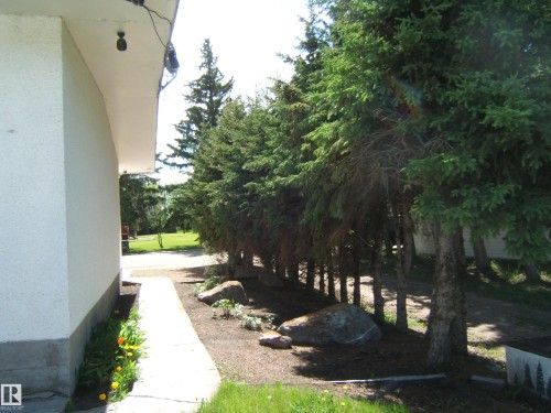 Exterior pathway featuring a concrete walkway, established evergreen trees, and decorative boulders - 4910 53 Avenue, Willingdon, AB 