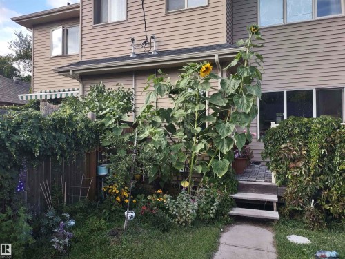 Property entrance with a wooden deck - 10535 67 Avenue, Edmonton, AB - Outdoor