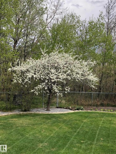 View of yard - 121 Weaver Drive, Edmonton, AB - Outdoor