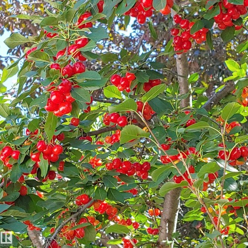 10714 128 Street, Edmonton, AB - 