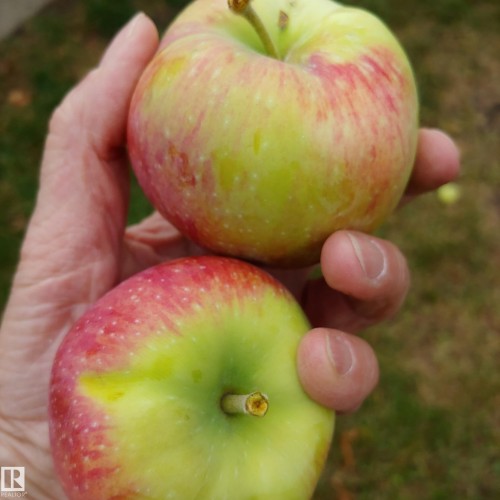 10714 128 Street, Edmonton, AB -  Photo Showing Bedroom