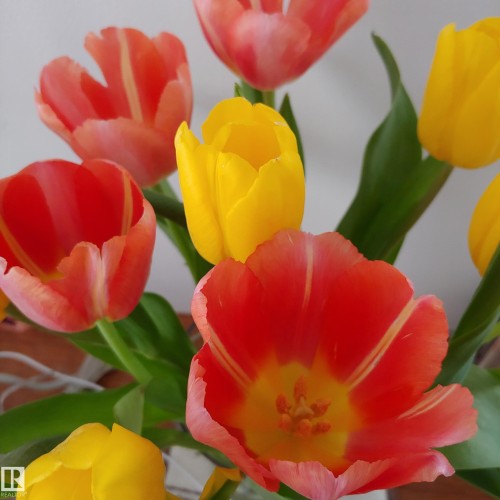 10714 128 Street, Edmonton, AB -  Photo Showing Bedroom