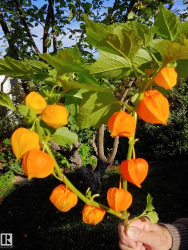 10714 128 Street, Edmonton, AB - Outdoor