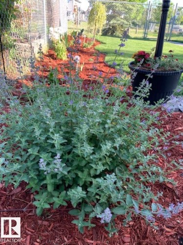 461 Charlotte Crescent, Sherwood Park, AB - Outdoor