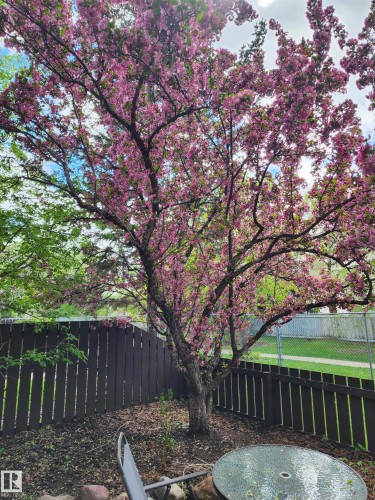 Yard Tree in Bloom - 18285 84 Avenue, Edmonton, AB - Outdoor
