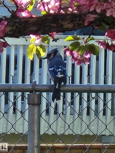 Frequent visitor. - 18285 84 Avenue, Edmonton, AB - 