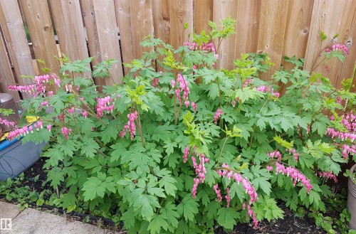 3314 130A Avenue, Edmonton, AB - Indoor