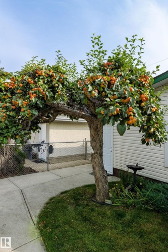View of yard featuring a gate - 10629 79 Street, Edmonton, AB - Outdoor