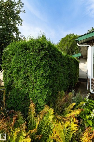 View of yard - 10629 79 Street, Edmonton, AB - Outdoor