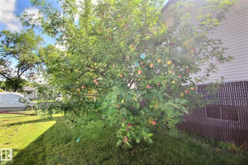 View of yard - 11512 67 Street, Edmonton, AB - Outdoor
