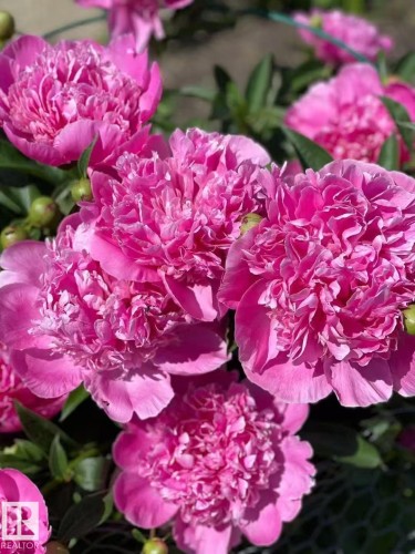 Exterior view - 11519 37A Avenue, Edmonton, AB - 