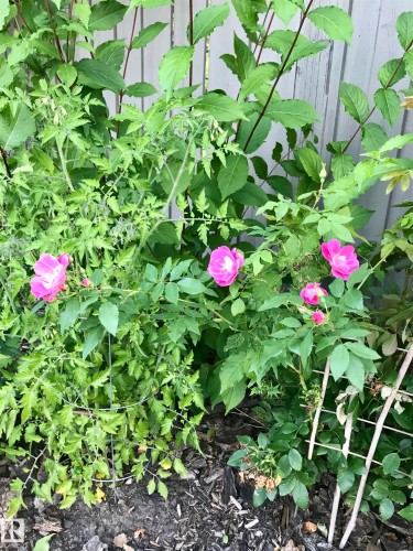 10 Oakridge Drive S, St. Albert, AB - 