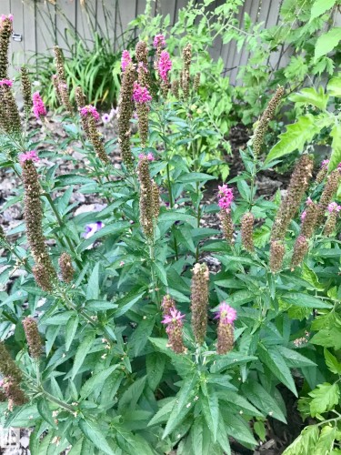 10 Oakridge Drive S, St. Albert, AB - Outdoor