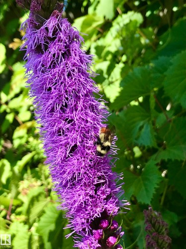 10 Oakridge Drive S, St. Albert, AB - Outdoor