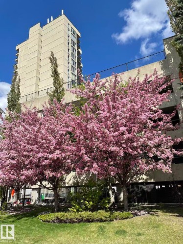 The property features vibrant pink flowering trees and a well-maintained lawn area, set against a backdrop of a tall building with balconies under a bright blue sky with clouds - 1803 10149 Saskatchewan Drive, Edmonton, AB - Outdoor