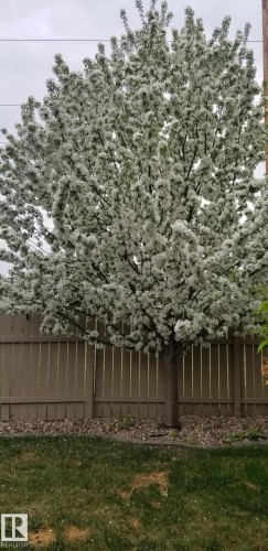 12127 152A Avenue, Edmonton, AB - Outdoor