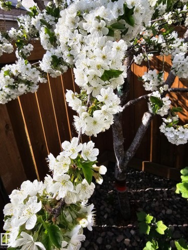 230 Chateau Place, Edmonton, AB - Outdoor