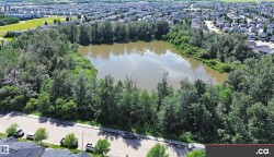 Natural pond surrounded by dense, mature trees, bordering a residential street with parked vehicles - 