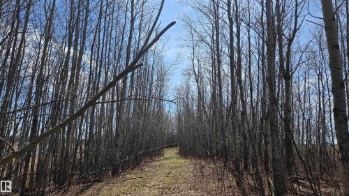 Natural wooded corridor with mature trees and a clear pathway - 11 Twin Lakes Drive, Rural Lamont County, AB 
