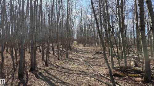 Heavily wooded property featuring a natural ground cover, numerous mature trees, and a visible pathway through the woodland - 11 Twin Lakes Drive, Rural Lamont County, AB 