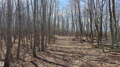 Wooded lot featuring mature deciduous trees and a natural ground cover of fallen leaves and organic matter - 11 Twin Lakes Drive, Rural Lamont County, AB 