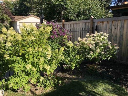 9135 117 Street, Edmonton, AB - Outdoor