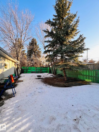 The property features an outdoor area with a large evergreen tree and a green fence - 11459 51 Avenue, Edmonton, AB - Outdoor
