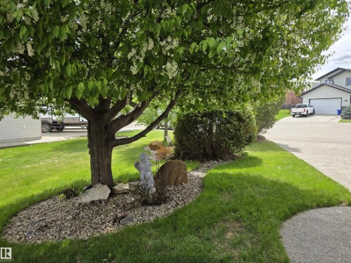 Mature flowering tree with a rock garden base and manicured lawn - 4477 36 Street, Drayton Valley, AB - Outdoor