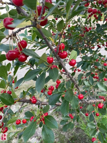 4606 Labrador Road, Cold Lake, AB - Other