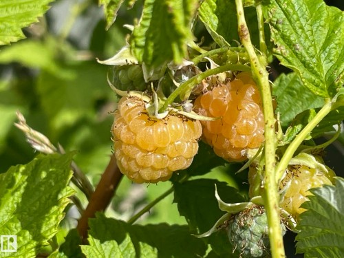 4606 Labrador Road, Cold Lake, AB - 