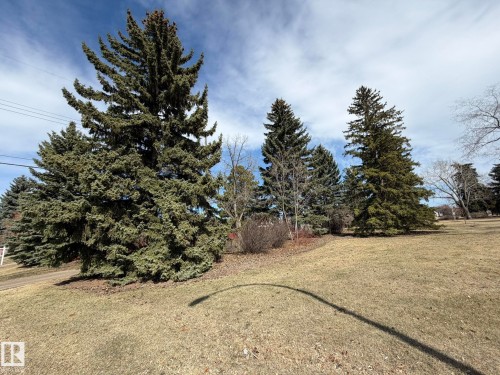 Expansive lawn area featuring multiple mature evergreen trees - 13437 118 Street, Edmonton, AB - Outdoor