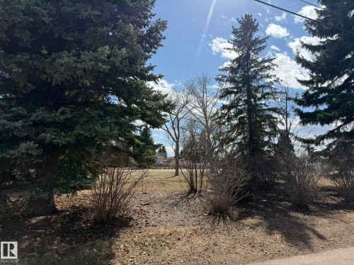 Mature evergreen trees along a trail - 13437 118 Street, Edmonton, AB - Outdoor With View