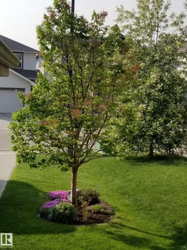 The property features a well-maintained lawn with a tree and a planted flower bed - 1310 114B Street, Edmonton, AB - Outdoor