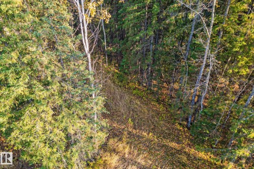 A verdant landscape featuring a dense collection of mature trees, including evergreens and deciduous trees, with a natural ground covering of fallen leaves and foliage - 60017 Range Road 42, Rural Barrhead County, AB - Outdoor