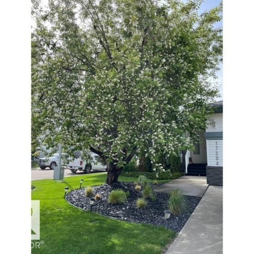 The property features a mature tree with white blossoms, a well-maintained lawn, and a landscaped bed with dark stones and ornamental grasses - 17204 113 Street, Edmonton, AB - Outdoor