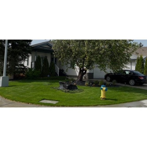The property features a well-maintained front yard with a lush green lawn, mature trees, and decorative landscaping around the base of the trees - 17204 113 Street, Edmonton, AB - Outdoor