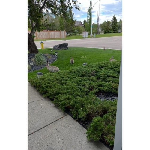 The property features a well-maintained lawn and shrubbery, with a concrete pathway leading to the entrance - 17204 113 Street, Edmonton, AB - Outdoor