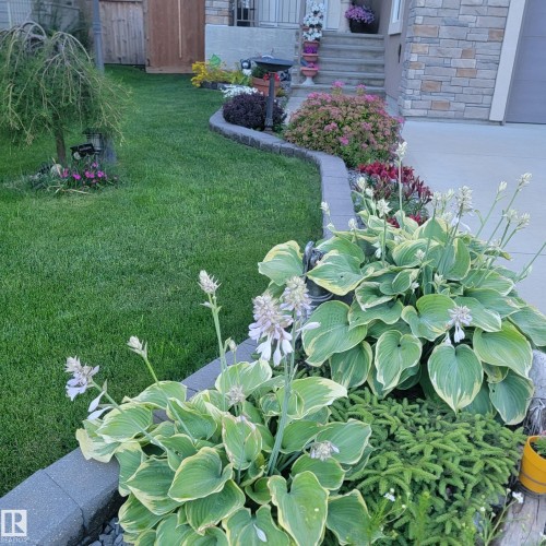 Lush front yard landscaping featuring a well-maintained lawn, hostas with light purple blooms, and a variety of shrubs and flowering plants - 4 Lakeshore Cove, Beaumont, AB 