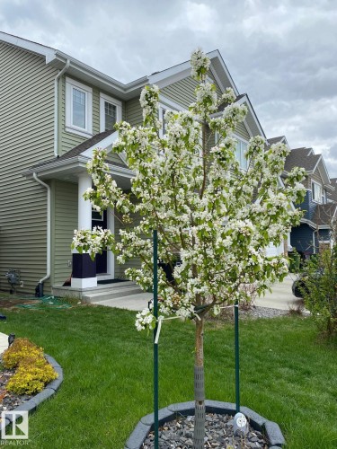 The property features a well-maintained lawn and a blooming tree, enhancing its curb appeal - 8225 24 Avenue, Edmonton, AB - Outdoor