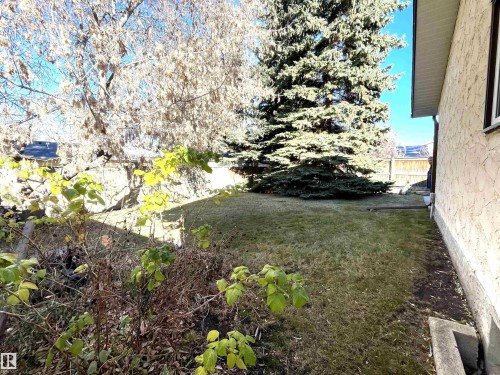 The property features a spacious yard with a lawn, a large evergreen tree, and additional shrubbery - 44 Arlington Drive, St. Albert, AB - Outdoor