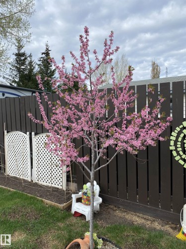 8711 22 Avenue, Edmonton, AB - Outdoor With Deck Patio Veranda